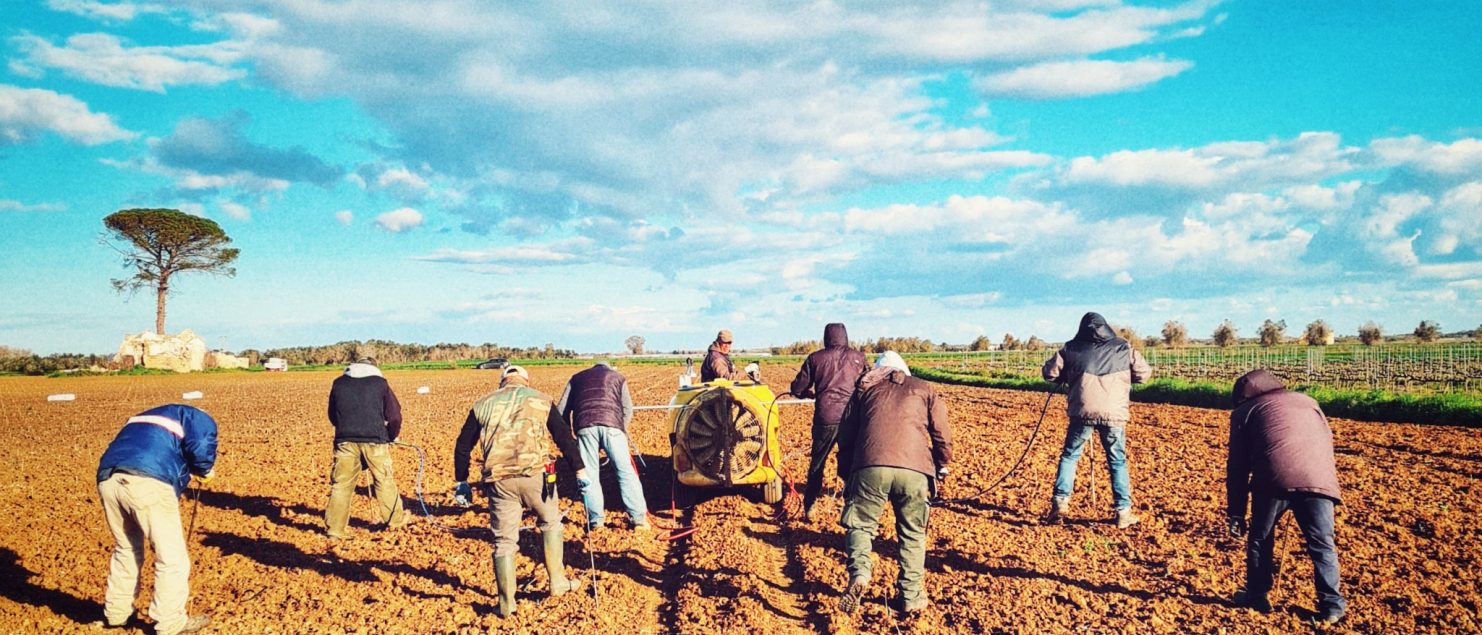 Tenuta Paraida. Squadra di operatori. Impianto barbatelle negroamaro.