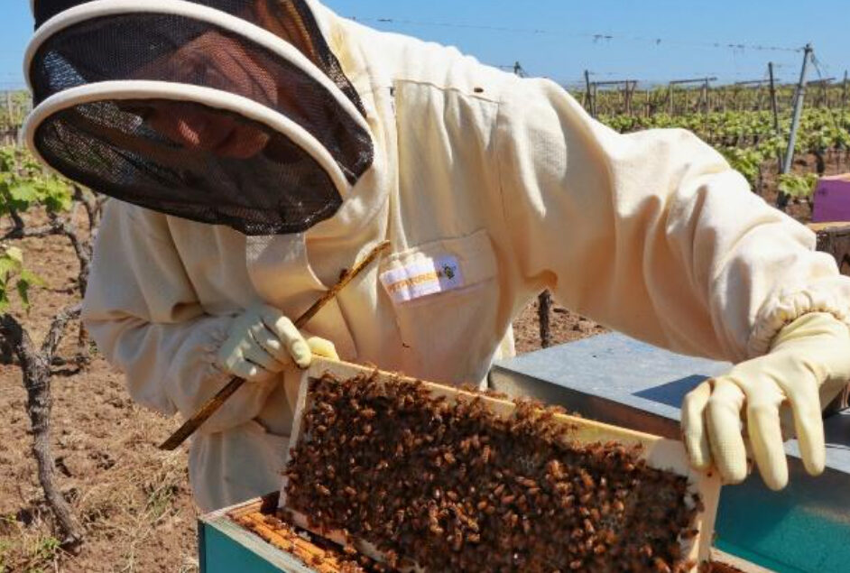 LE API IN VIGNA MARULLI – 20 Maggio – GIORNATA MONDIALE DELLE API