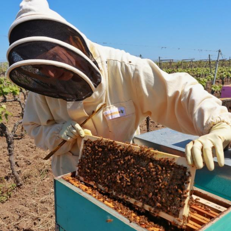 LE API IN VIGNA MARULLI – 20 Maggio – GIORNATA MONDIALE DELLE API